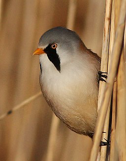 Bearded reedling (source: wikimedia)