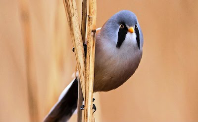 Bearded Reedling